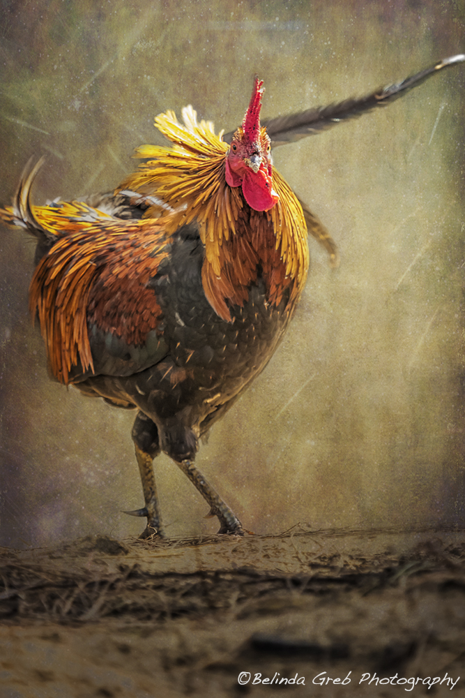 Kauai Rooster by Belinda Greb Photography. Textures were added to my original photograph to create this artwork. belinda-greb.pixels.com/featured/kauai… #photography