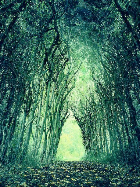 purple periwinkle trails on the ground
bluebells have begun to flower
in early spring trills of thrushes sound
amongst the leafy verdant bower

in reverie I walk here at ease
where Celtic bards scribed their poems
neath these sacred trees
in the sanctuary of Danu's home
#vss365