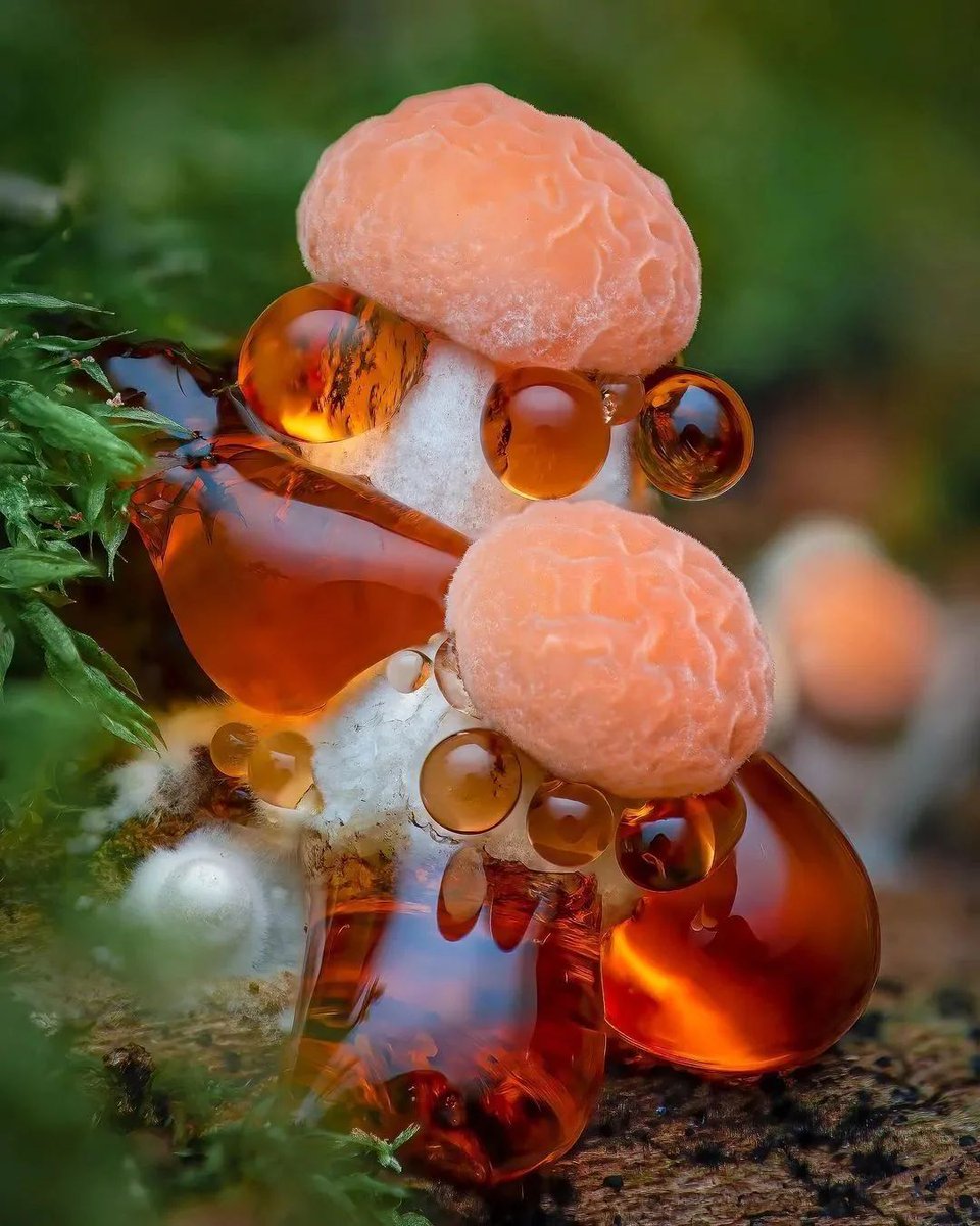 The endangered wrinkled peach mushroom