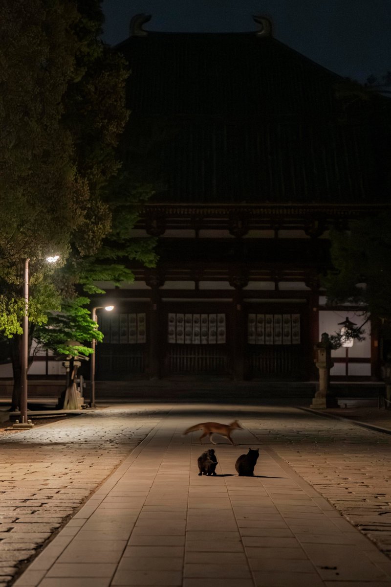 東大寺の参道で、ニャンズと戯れていたら、キツネみたいなのが横切ったのですが、これ、キツネですよね・・・

#奈良　
#奈良公園　
#東大寺　
#猫　
#cat 
#キツネ