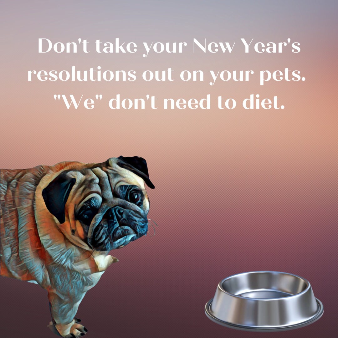 Pug Lover Community (@puglover4426) on Twitter photo 