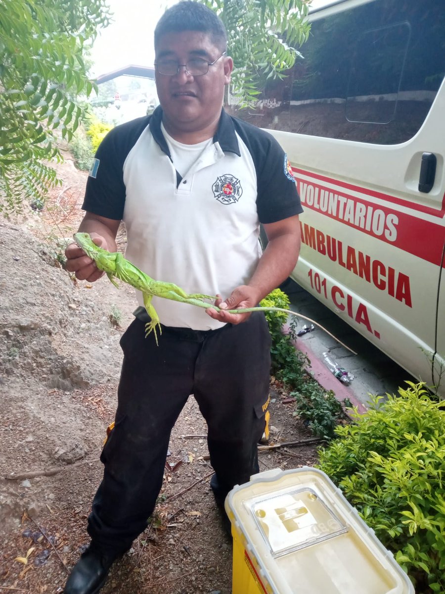 En la casa ubicada en Col. Cerro El Pinal, Guastatoya El Progreso; Bomberos Voluntarios de 101 Cía. atraparon una iguana, para liberarla en su hábitat, lejos de la población.- #CVBalServicio