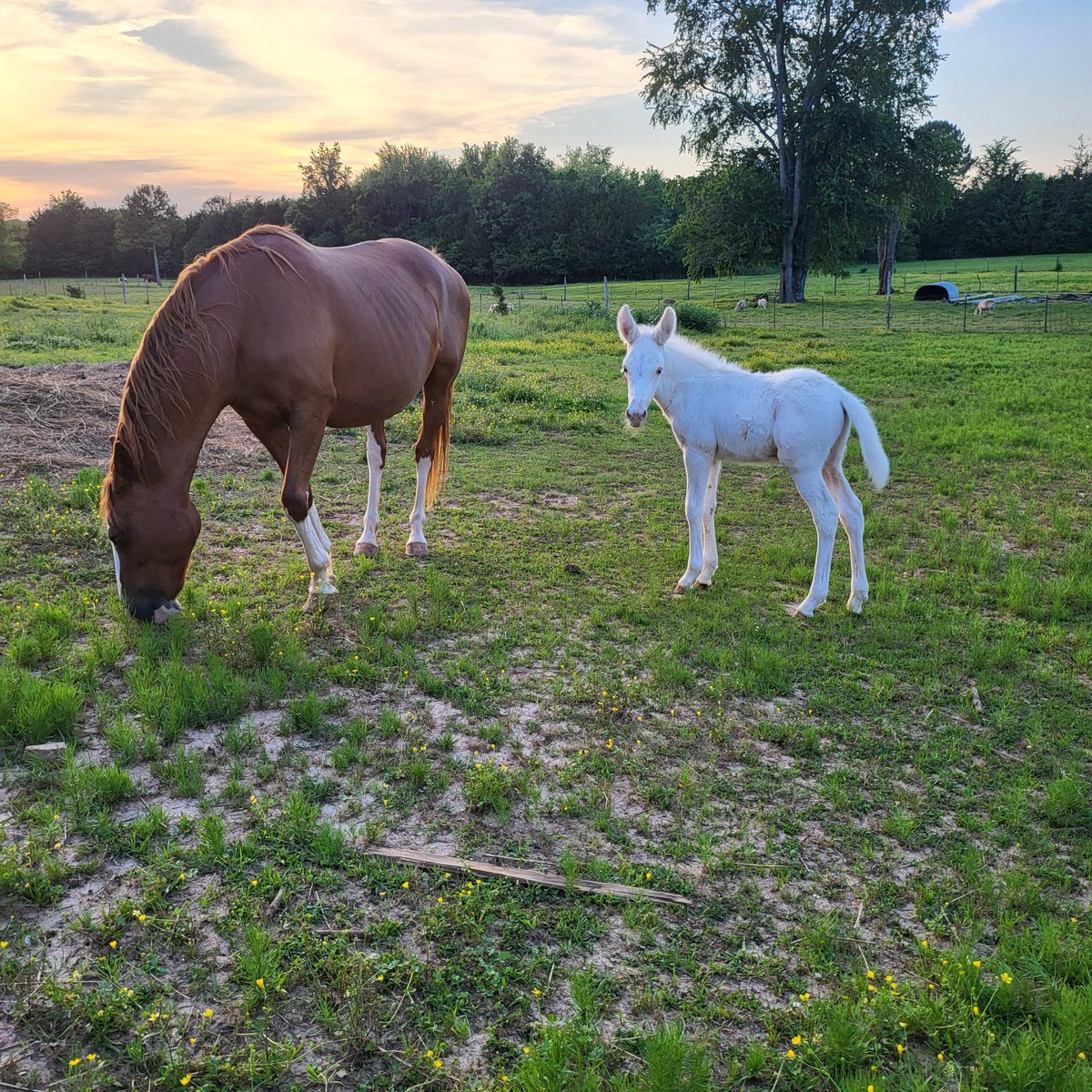 DownHomeWoman's tweet image. One week old today ❤️
#Mule