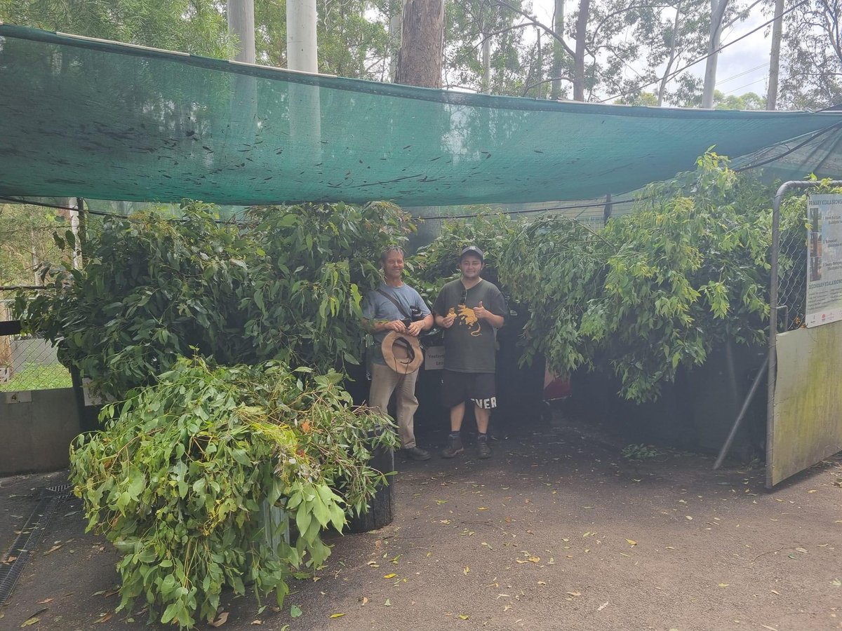 Our amazing partners at Friends of the Koala in Lismore are looking for the following volunteers:

🍃 Leaf Collector (1 roster p/w for 4 hrs) 

🐨📱 Koala Hotline Volunteer (remote position - 10hr or 14hr weekly roster shift - Day 8am – 6pm OR Night 6pm – 8am) 

Find more