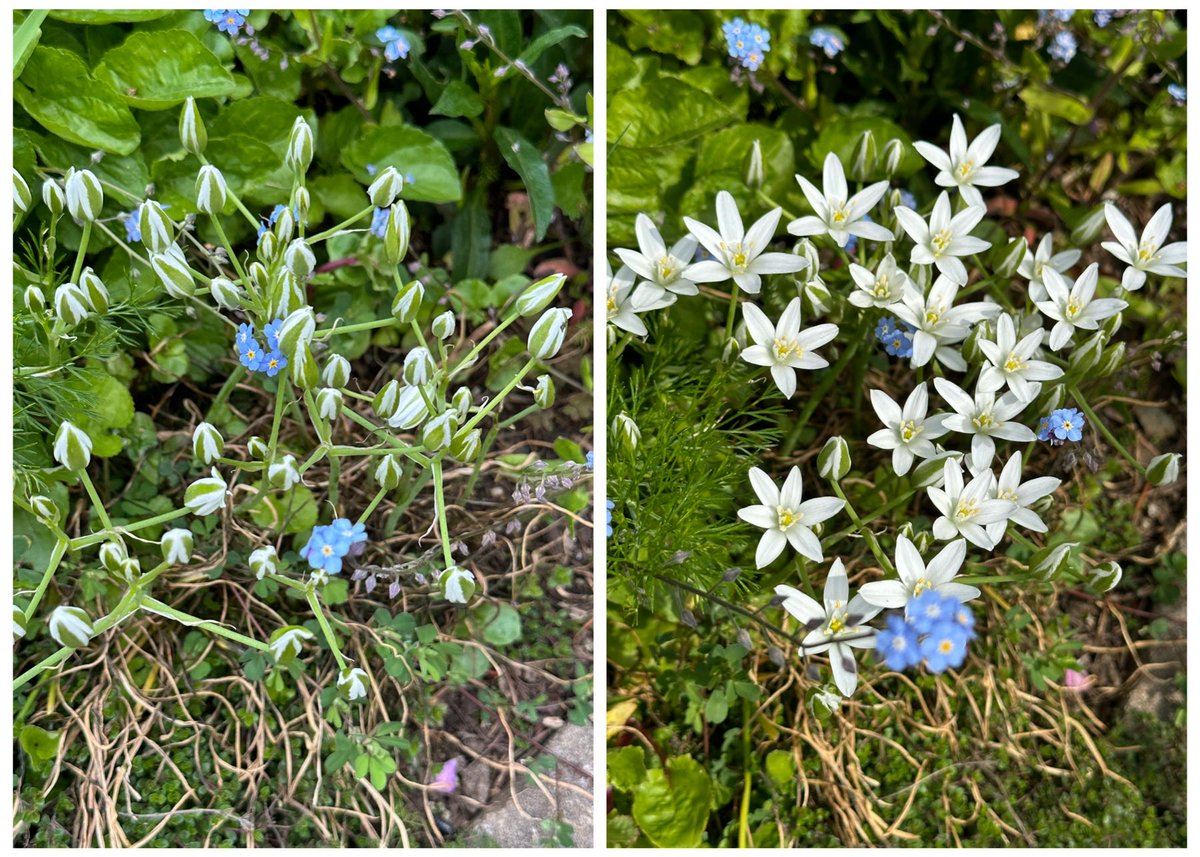 I love how the Star of Bethlehem (Ornithogalum umbellatum) #flowers in #MyGarden open late morning and close again when it gets dark each evening.

#SpringBulbs #Gardening #Nyctinasty