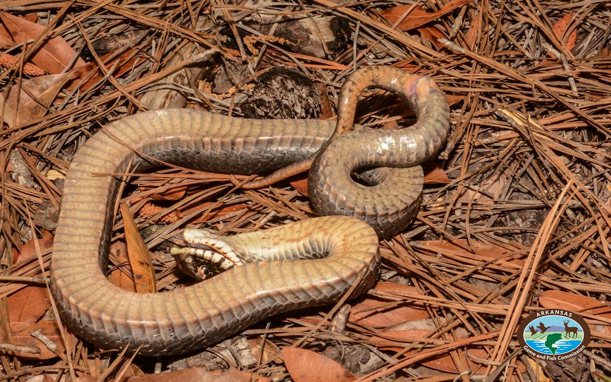 Big faker: Eastern hognose is Arkansas’s ‘counterfeit cobra’ 🐍 LITTLE ROCK — Snakes scare a lot of people. According to Web MD, half of the people in the world feel anxious about snakes while 2 to 3 percent of people experience ophidiophobia – a fear...bit.ly/3V7aAbc