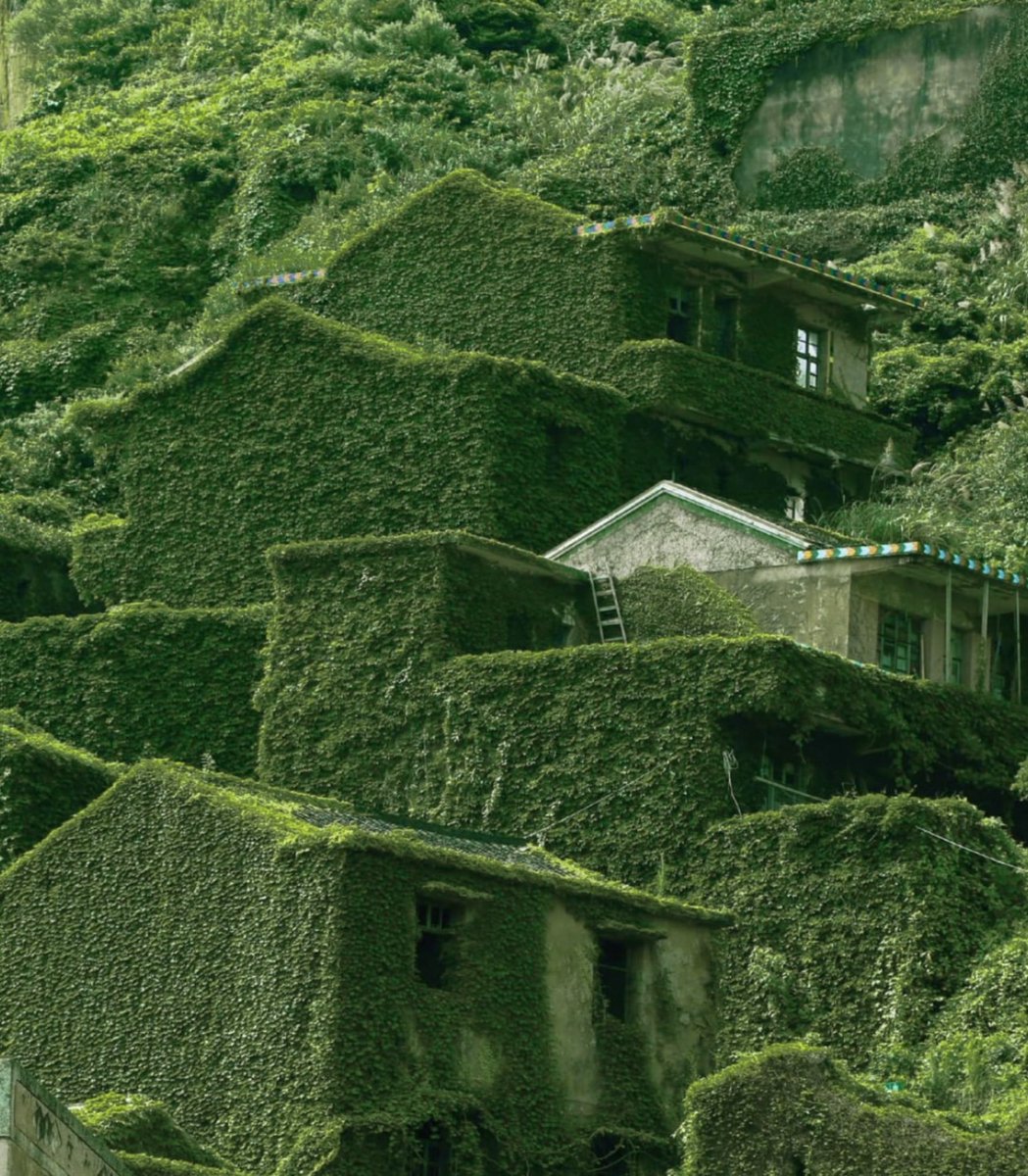 An abandoned fishing village on the island of Gouqi Island, China - completely reclaimed by nature