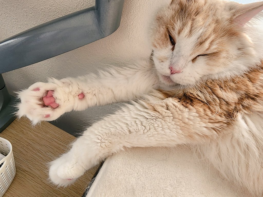 nekoemirin's tweet photo. いとおしい、この寝顔

#メインクーン
#チョウジ
#そろそろ指の毛切るか https://t.co/IENHQeGyyB
