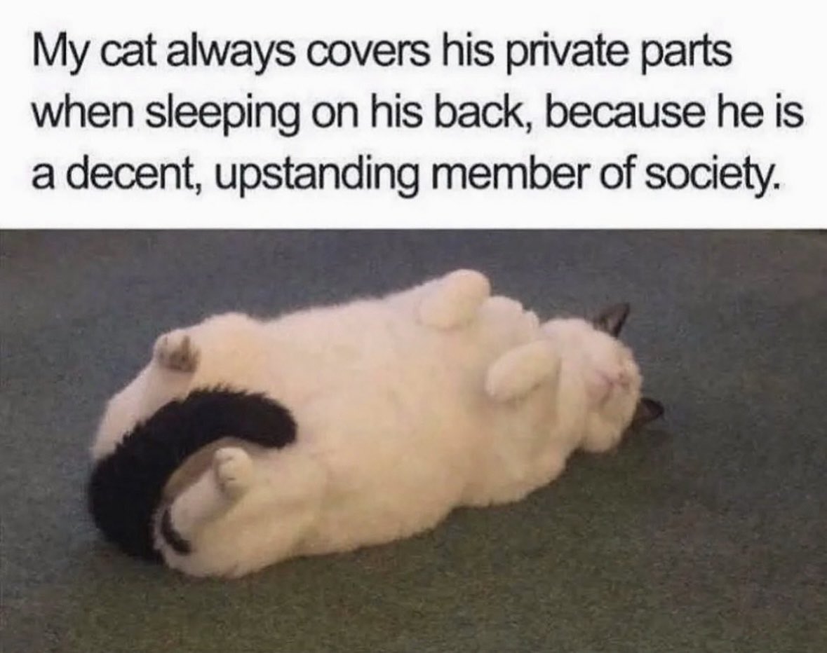 dcd728's tweet image. When you know you raised your #kitty right! #sleepyboy #manners