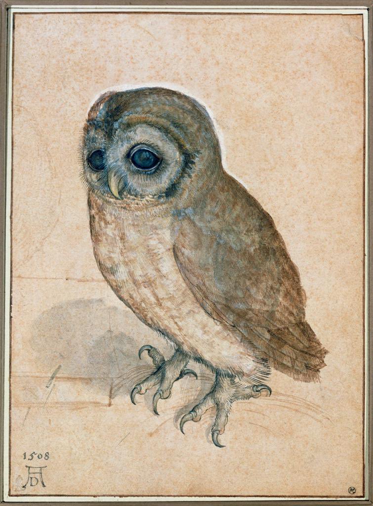 Albrecht Dürer's study of a little owl from 1508. Inescapably cute!
