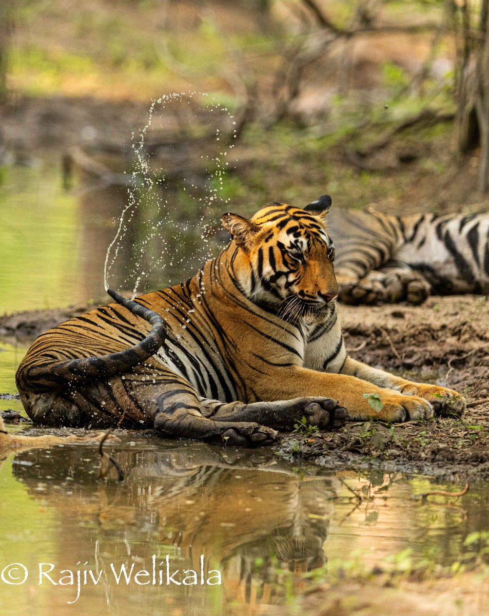 The pics just keep getting better of these beauties ❤️‍🔥 #Tigers @Rajivwildlife