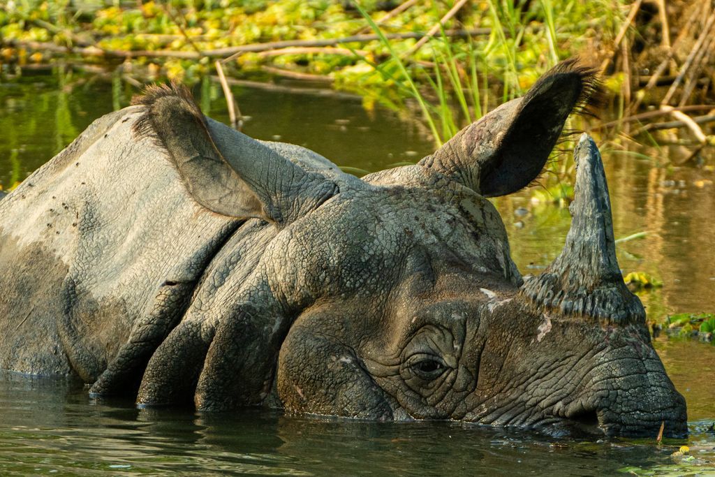 Today is International Day for Biological Diversity, and the theme is #PartOfThePlan, something the @USAID Biodiversity (Jal Jangal) activity is doing in Nepal. Find out more here: buff.ly/3WLqPfv #BiodiversityDay #BiodiversityConservation #USAIDBiodiversity #JalJangal