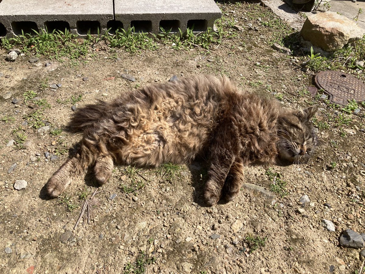 こんにちは。今朝の #田代島 は晴れ。気温も上がって汗ばむ陽気です。
画像は今朝の様子。グレモフが全力で日向ぼっこを楽しんでいました😂(4枚目)

#猫島 #田代島クロネコ堂 #tashirojima #CatsOfX #CatsOfTwitter #CatLovers