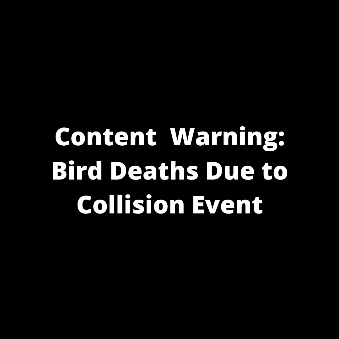 ABCbirds's tweet image. In early October 2023, the devastating scale and impacts of bird window strikes were brought into sharp focus on the shores of Lake Michigan. Now, efforts are underway at Chicago's McCormick Place to prevent future tragedy. Learn more: 
bit.ly/4at96fS 
#WindowCollisions