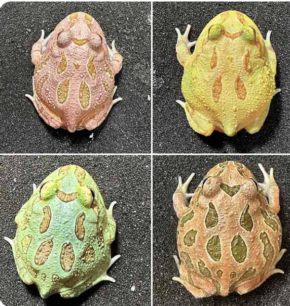 Bears_Frog's tweet photo. 🐸Bears Frog プレゼント企画 第21弾🐸クランウェルツノガエル(色選べます)を3名様にプレゼント致します🙌
【応募期間】5月22日～5月26日
【応募方法】フォロー＆リツイート
【当選発表】5月27日にこちらに当選者を発表＆DMさせて頂きます。偽アカウントのDMにはアクセスしないようご注意ください https://t.co/q8bJpW1kIM