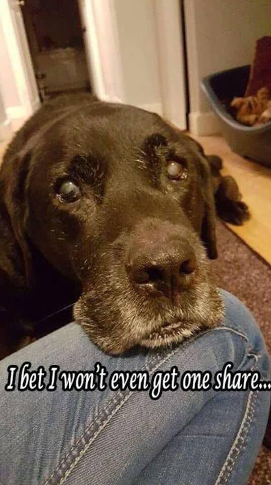 TweeetsOfDogs's tweet image. Tomy turns 20 today! Let&apos;s wish him a very Happy Birthday 🎈🎂🎉 🎊