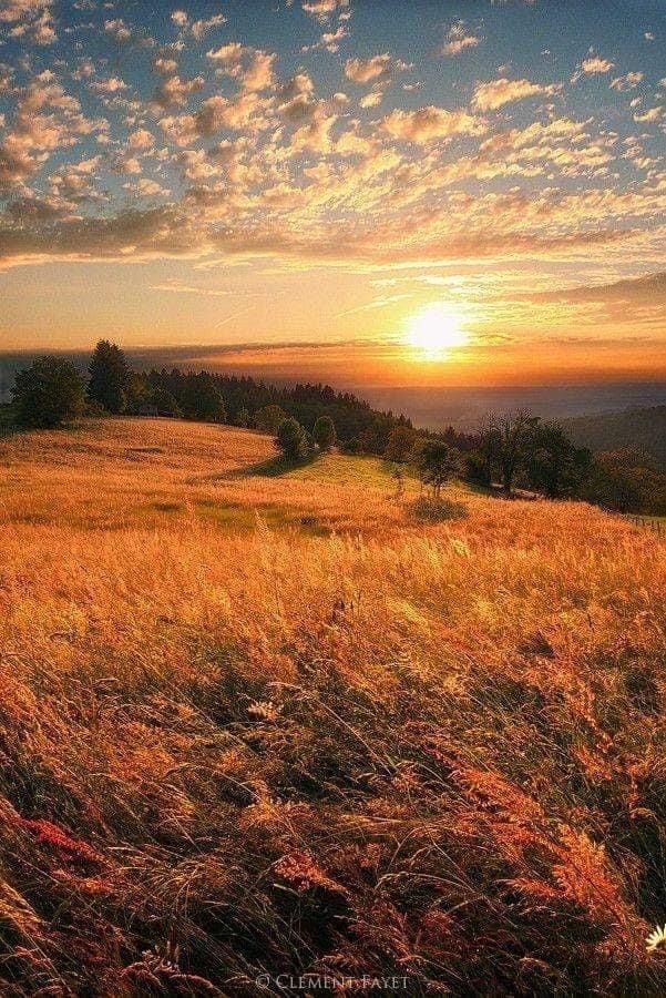 por do sol no topo da árvore e um presentinho muito brilhante 🥺