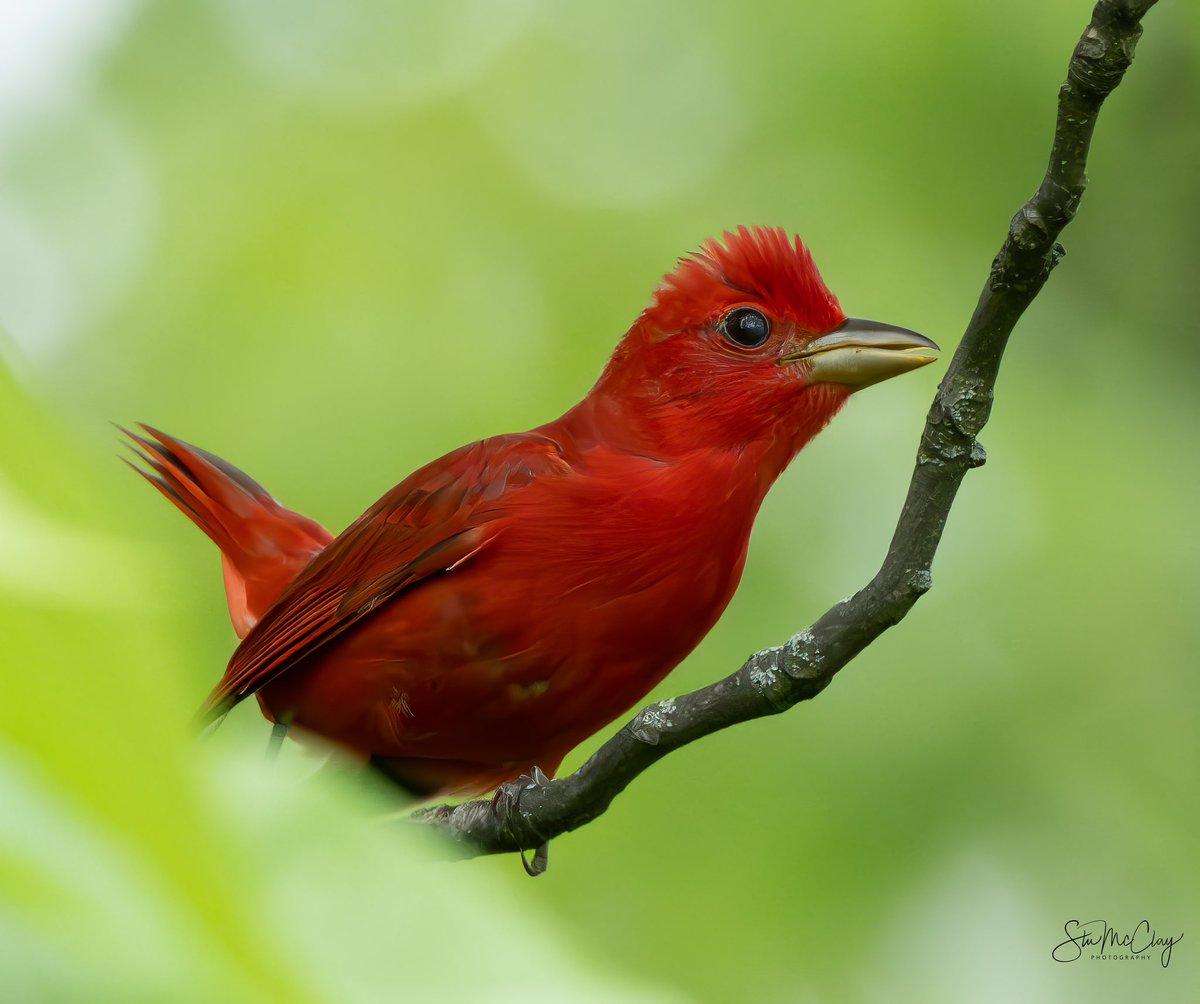 Summer Tanager