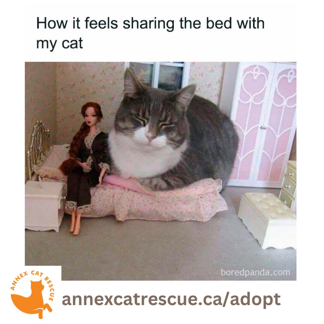 Find yourself a cat who thinks personal space is overrated. annexcatrescue.ca/adopt #annexcatrescue #adoptacat