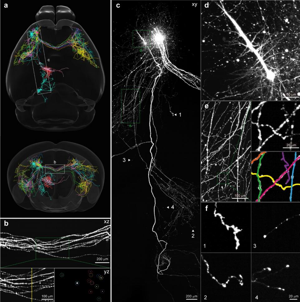 A collaboration with my neighboring lab  is on Biorxiv. 
biorxiv.org/content/10.110…
Dr. Jianglai Wu designed a curved light sheet microscope for high-speed, large-volume imaging. He imaged an entire intact cleared mouse brain at a voxel size of 0.625 × 0.625 × 1.25 μm3 within just 3