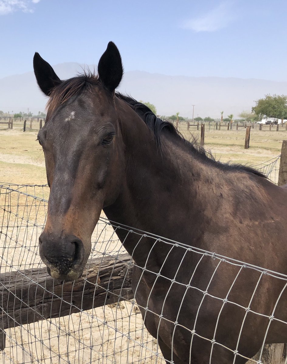 Hackleton is so fulfilled with overseeing the comings and goings of the mares across Sunshine Alley. He also enjoys time with the guys, Indigo and Cody.