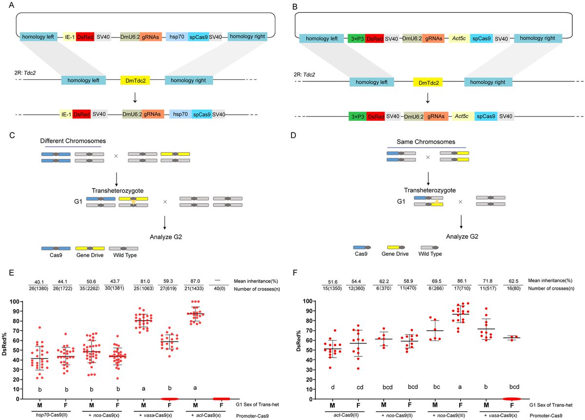 In this recent study, researchers discuss a small-molecule approach to restore female sterility phenotype targeted by a homing suppression gene drive in the fruit pest Drosophila suzukii plos.io/3WFEKUd.