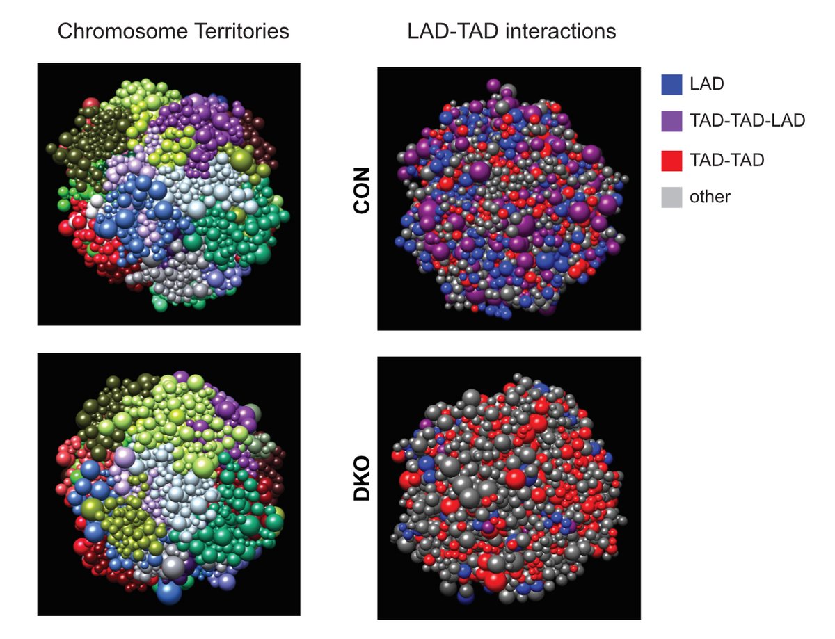 WEHI researchers have revealed that repairing disordered heterochromatin might aid in healthy #immune ageing. Loss of heterochromatin affects protein-making gene activity in specific areas of the cell nucleus.

Published in Genome Research: m.genome.cshlp.org/content/34/4/5…

(242)

🧵1/2