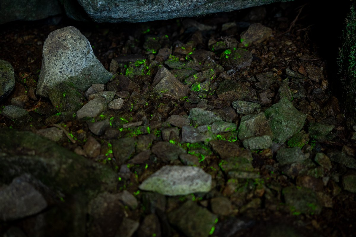 笠置山 -05
この山で有名なヒカリゴケ
ホタルみたいに光っている！
#キリトリセカイ #写真が好きな人と繋がりたい #マイクロフォーサーズ #OLYMPUS #EM1