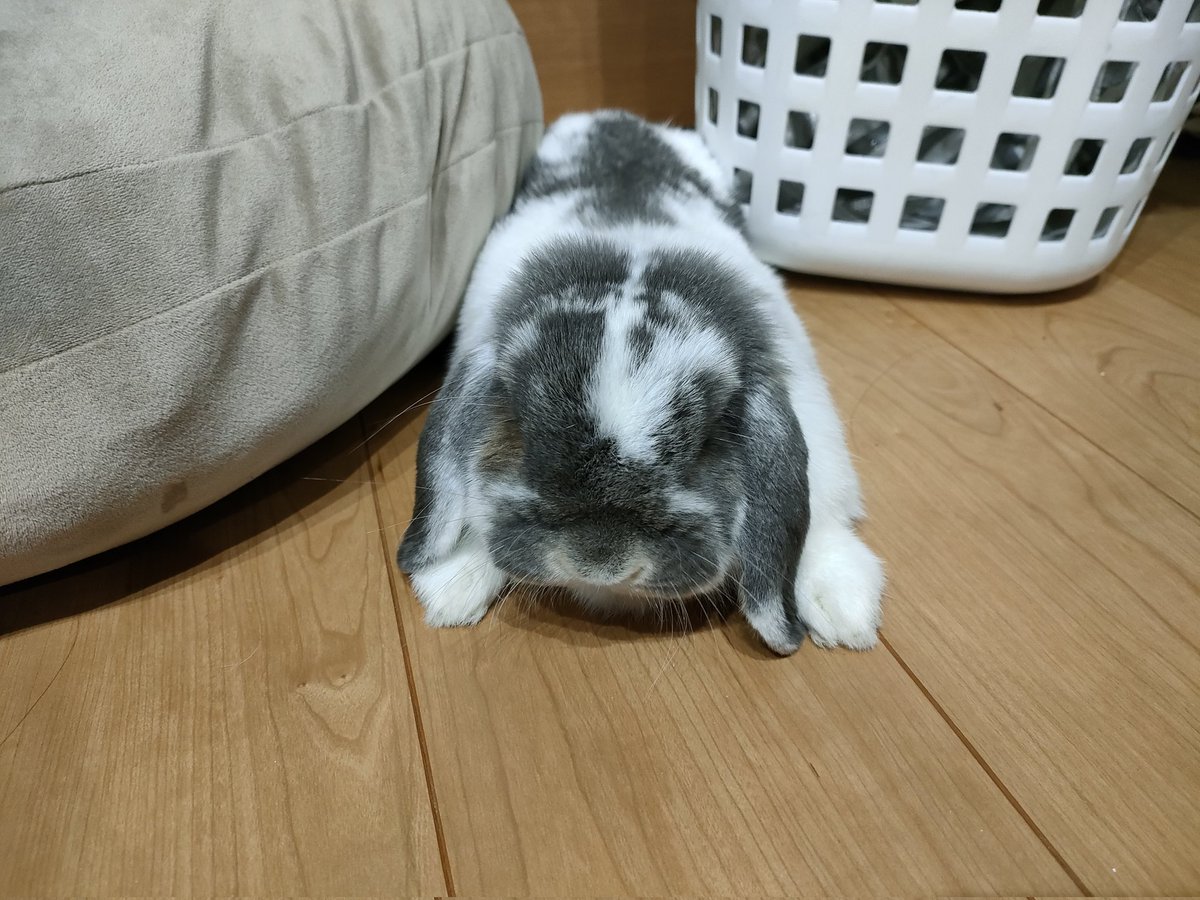 狭いところが好きなのね #うさぎ　#ホーランドロップ　#rabbit