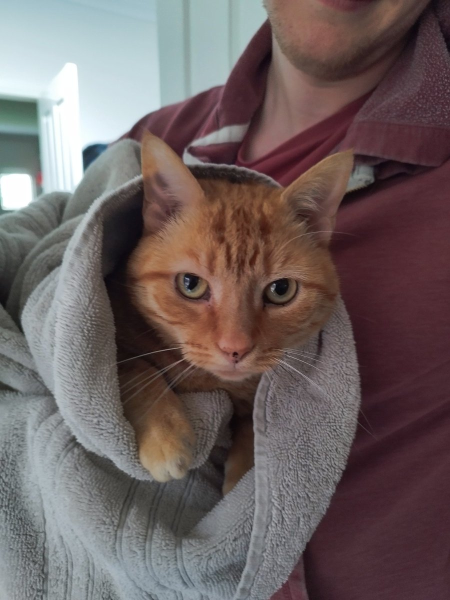 Careful, this purrito can be spicy 🧡Cooper