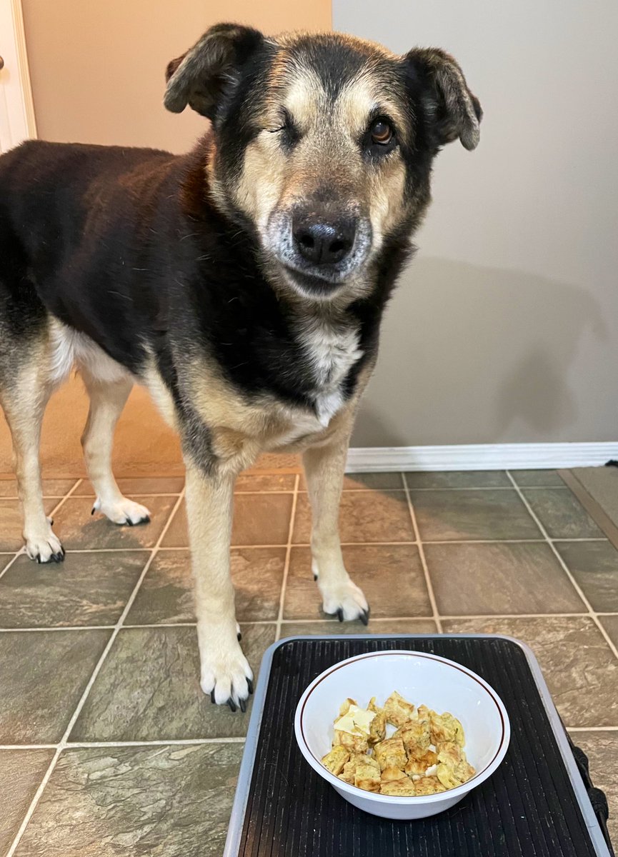 MaggieMayRose1's tweet image. Pals hoom made dandilion pankakes an she sharsied!

I’s woz a bit suspishus but den I’s seend da butters a maple sluryp drizzle! 😍

So demlishus! 😋❤️🐾

#TongueOutTuesday #DogsofX #WeRateDogs #MaggieMay #tuesdayvibes #dandelions 
#pancakes #SecondDinner 😏