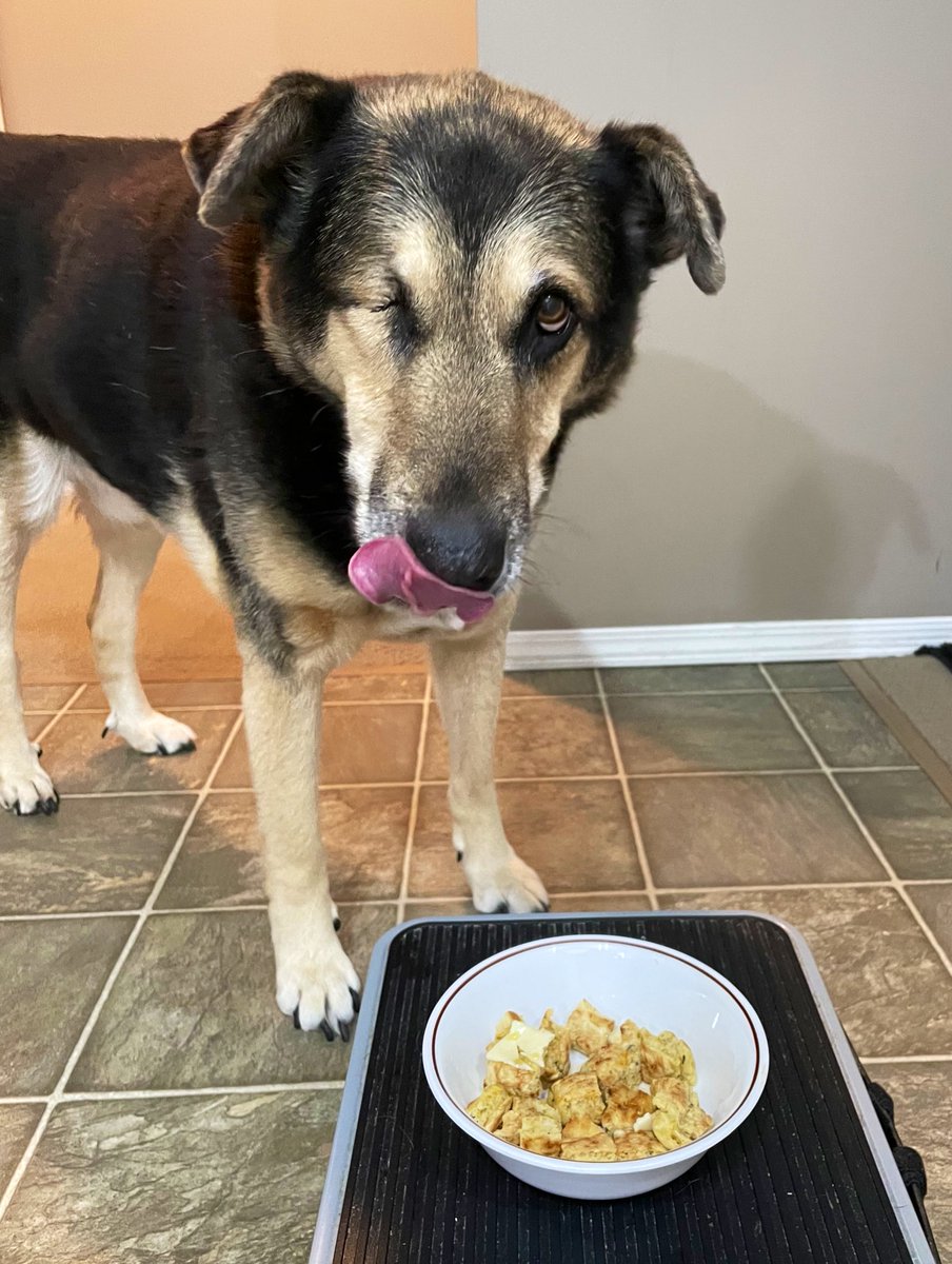 MaggieMayRose1's tweet image. Pals hoom made dandilion pankakes an she sharsied!

I’s woz a bit suspishus but den I’s seend da butters a maple sluryp drizzle! 😍

So demlishus! 😋❤️🐾

#TongueOutTuesday #DogsofX #WeRateDogs #MaggieMay #tuesdayvibes #dandelions 
#pancakes #SecondDinner 😏