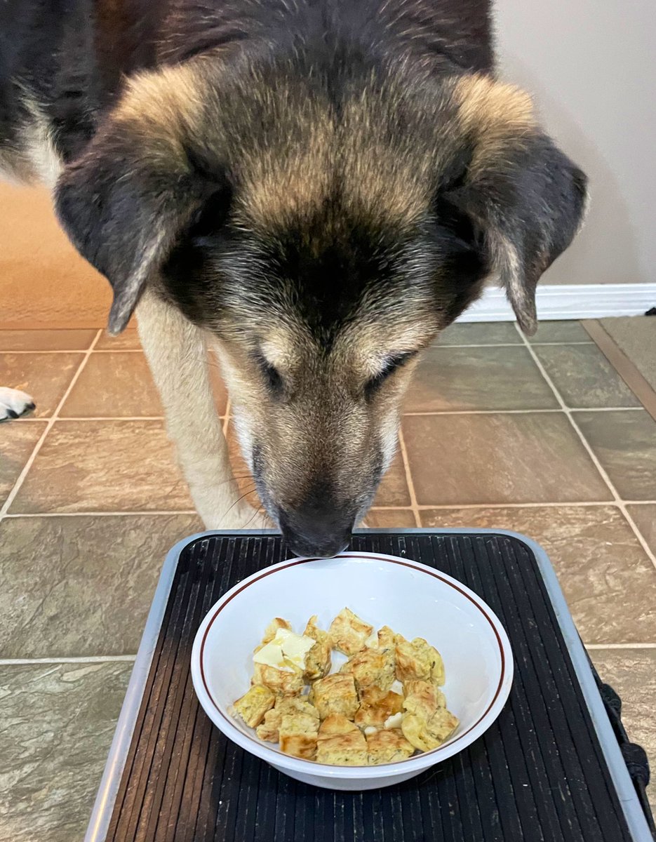 MaggieMayRose1's tweet image. Pals hoom made dandilion pankakes an she sharsied!

I’s woz a bit suspishus but den I’s seend da butters a maple sluryp drizzle! 😍

So demlishus! 😋❤️🐾

#TongueOutTuesday #DogsofX #WeRateDogs #MaggieMay #tuesdayvibes #dandelions 
#pancakes #SecondDinner 😏