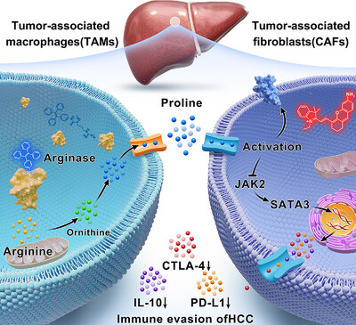 Early View💡
'Tracking interactions between #TAMs and #CAFs mediated by #arginase-induced proline production during #immune evasion of HCC' by Ping Li & Bo Tang et al. @WileyBiomedical #fibroblasts #macrophages #HepatocellularCarcinoma

Check👉doi.org/10.1002/agt2.5…