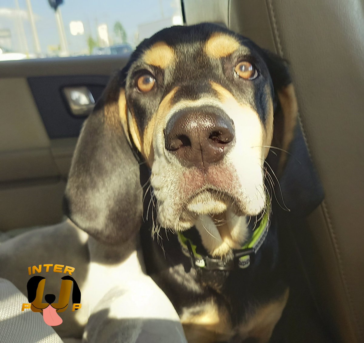 Someone's excited for our adventure | James Bean

#InterPup #JamesBean #Puppy #Pup #Dog #PuppyPictures #Beagle #Coonhound #BlackandTan #BlackandTanCoonhound #doggy #pet #mydog #doglover #pupper #bark #spoiled #dogstagram #dogsofinstagram #puppiesofinstagram #doglife #dogs