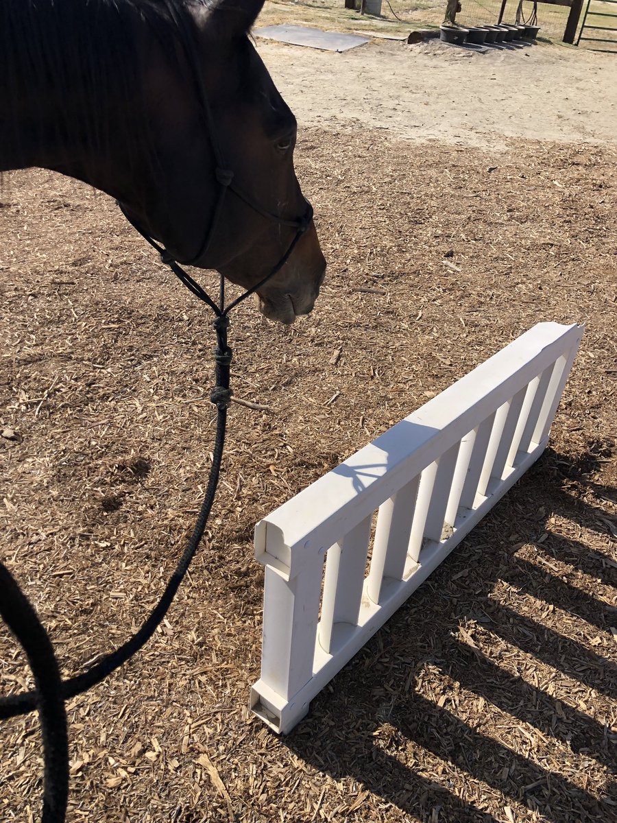 Today we gave Nileist the challenge of jumping my old white skinny gate. He took everything in stride.