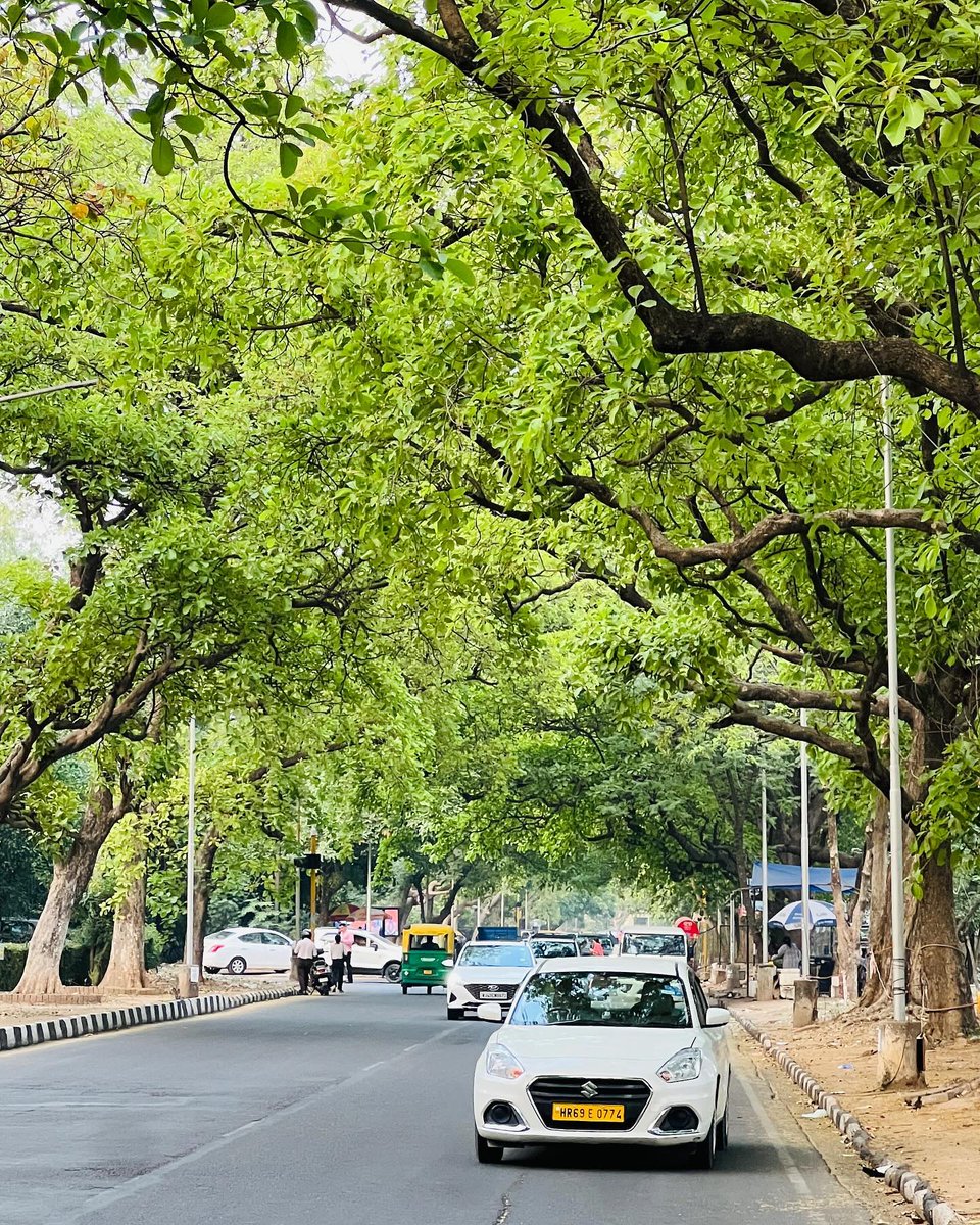 Green Chandigarh💚🎋🌴

Credit: Shades of Chandigarh 🍁 
#chandigarh #punjabwaley #awesomechandigarh #amaltaas #beautifultrees #aesthetics #beauty #shadesofyellow #explore #iphonephotography #follow #dailypost #trees