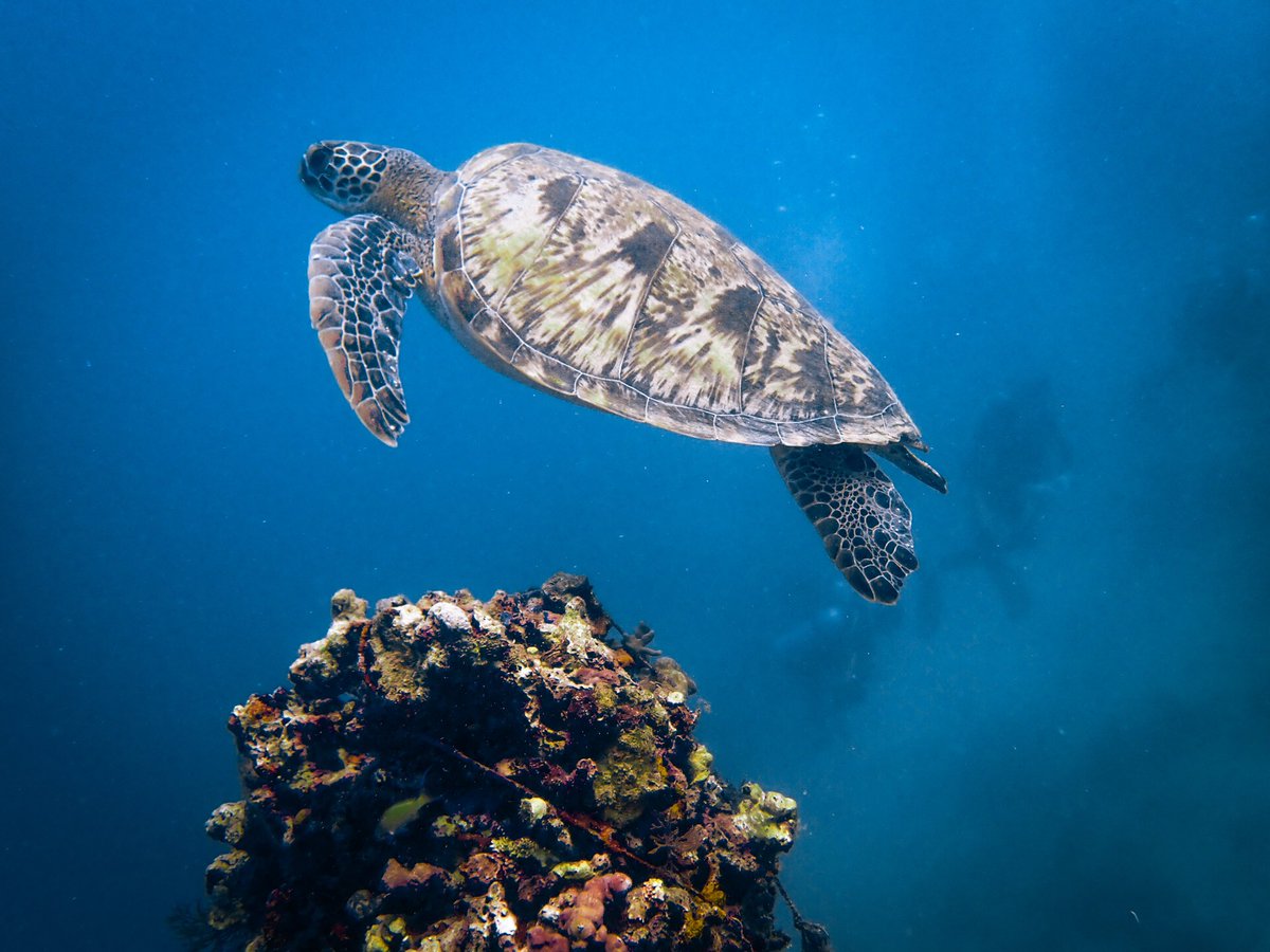 It’s #biodiversityday 🐢🪼 Celebrating the life and world down there where happiness and peace come in bubbles and waves🌊 Let’s continue to protect our ocean esp. the #highseas that cover 50% of 🌏 and home to a vast and diverse marine life but least protected ecoregions in 🌏.
