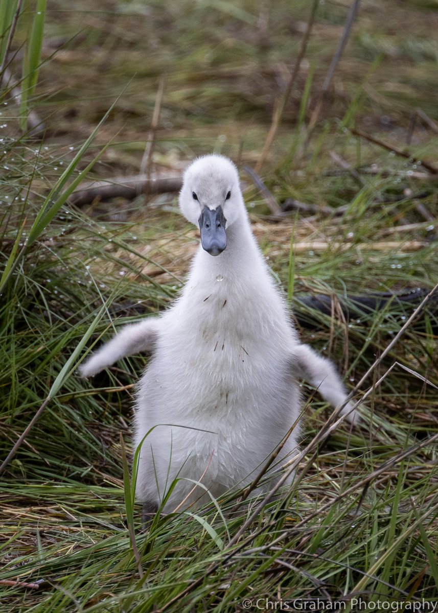 Look guys, I’m doing it, I’m doing it! Baby swan flapping its wings. #CTNatureFans #MayMotionChallenge