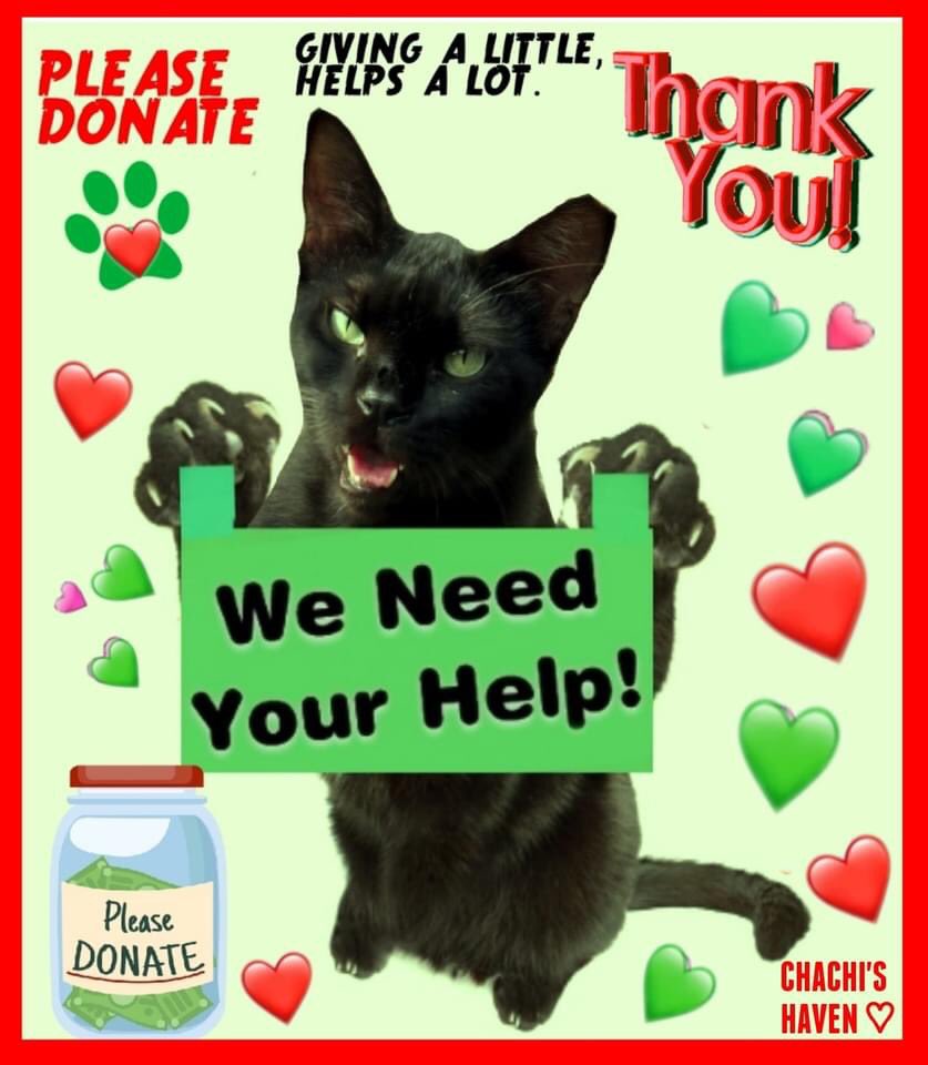 Please, we could really use your help if you can afford to donate. Besides our regular expenses, we now have to buy the kittens formula and food. Any donation regardless of the amount is greatly appreciated. Thank you. chachishaven.org/donations/