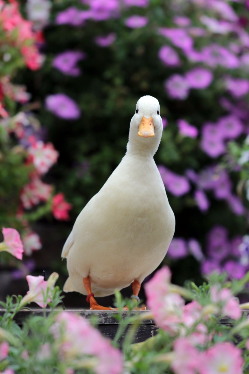 #コールダック 
「だいふく」

#富士花鳥園