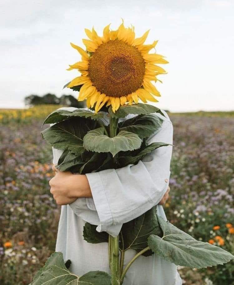 sunflower.🌻🤍 tweet media