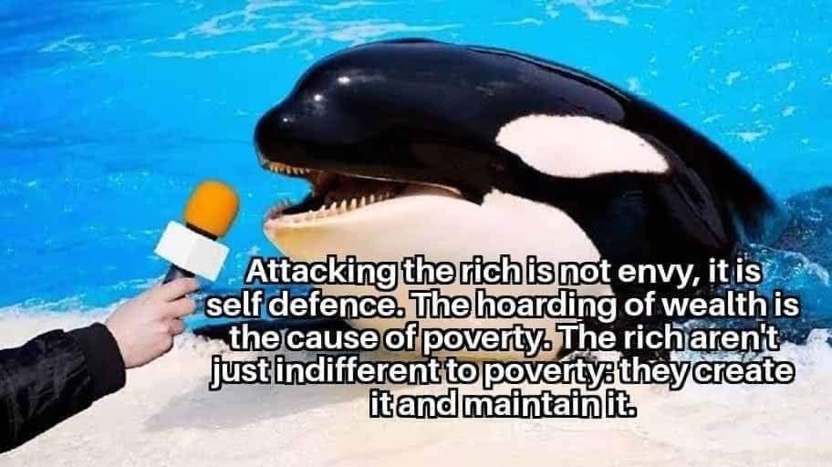 Orcas know.