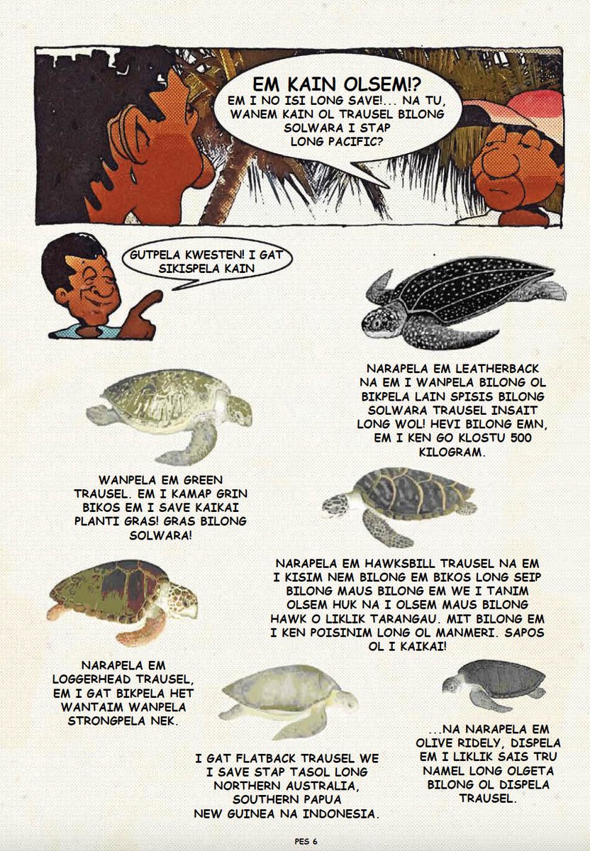 A new turtle awareness comic in Tok Pisin, the most beautiful sounding language in the World 🇵🇬 Read more ➡️ tinyurl.com/3398tmdt #ResilientPacific #PapuaNewGuinea #TurtleAwareness