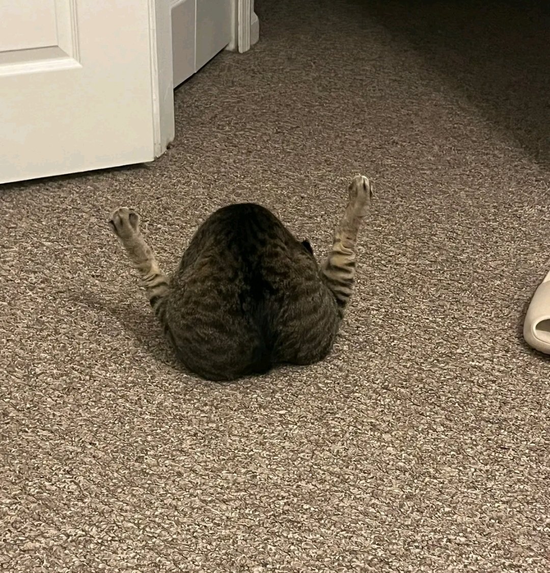 stickydacat's tweet photo. Who left a Thanksgiving feast on the floor https://t.co/LB53NCKStS