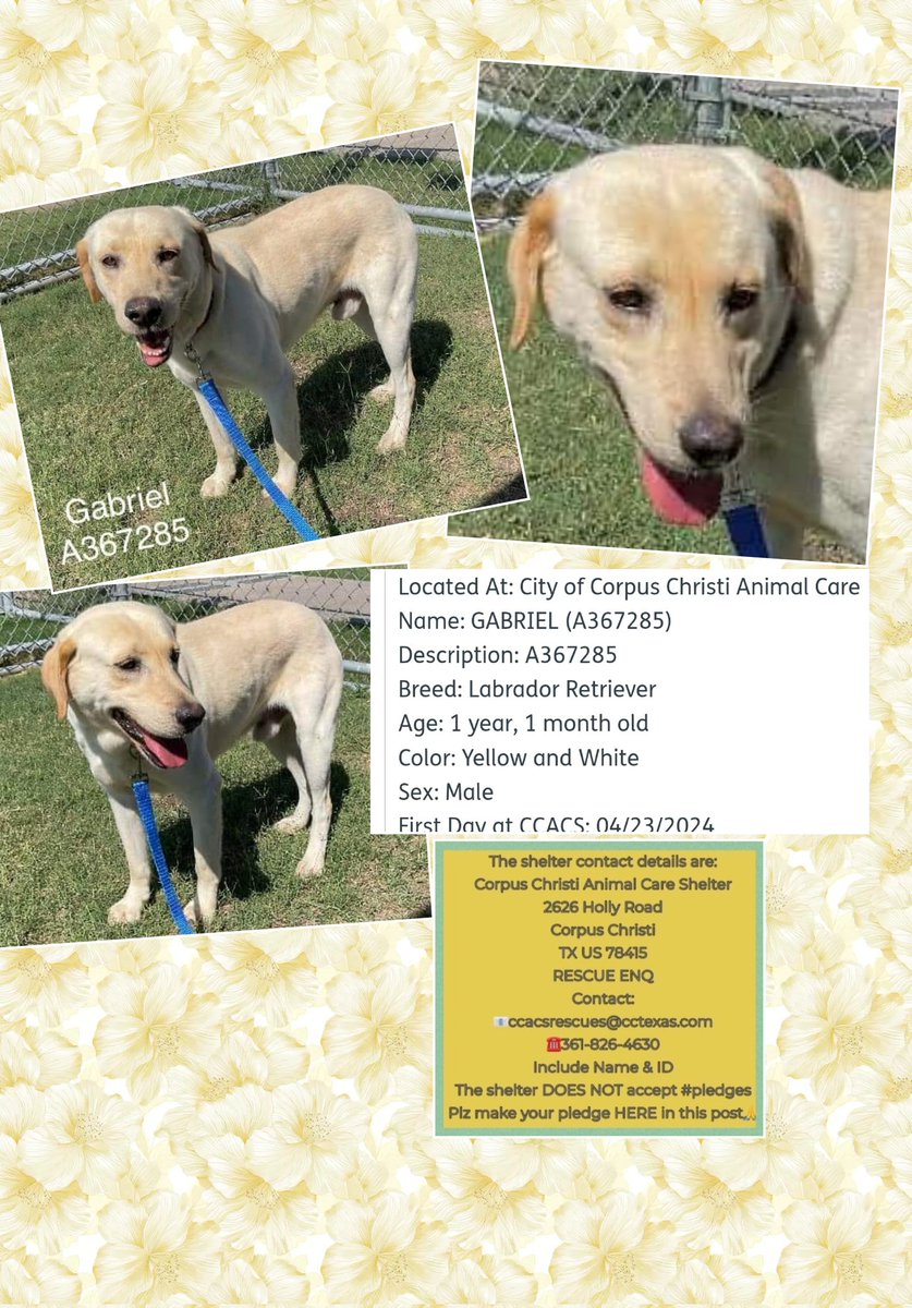 beeleevitonly's tweet photo. 🆘️🚨GABRIEL #A367285 is barely a year old😳 #LabLovers please respond 🆘️#CorpusChristi #TX will eliminate him 5/28 as #HomelessDogs are unwelcome in your city. #CorpusNeighbors
#Adopt #Foster #pledgeForRescue Maybe he nipped a child, but he's a puppy. Who was watching the child? Please #RescueVillage RT