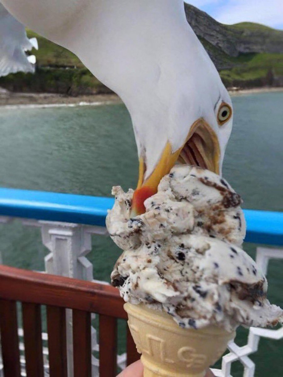 アイスクリームを食べる前に、
風景をバックに写真を撮ろうと思ったら
空から急降下して来たカモメに
アイスを食べられる瞬間の写真に
なってしまった…