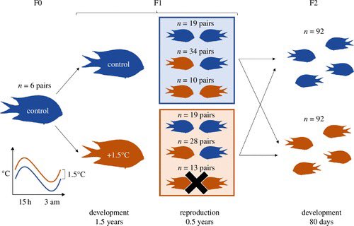 New paper🚨! 
In #transgenerational #plasticity, does it matter if parents are exposed to #warming during early life vs at reproduction only? 

Spoiler alert: yes! 

Find out more at <a href="/RSocPublishing/">Royal Society Publishing</a>   royalsocietypublishing.org/doi/10.1098/rs… 

<a href="/celiaschunter/">Celia Schunter</a> <a href="/DrJDonel/">Jenni Donelson</a> <a href="/timothyISBL/">Timothy</a>  <a href="/SWIMSHKU/">The Swire Institute of Marine Science (SWIMS) HKU</a>