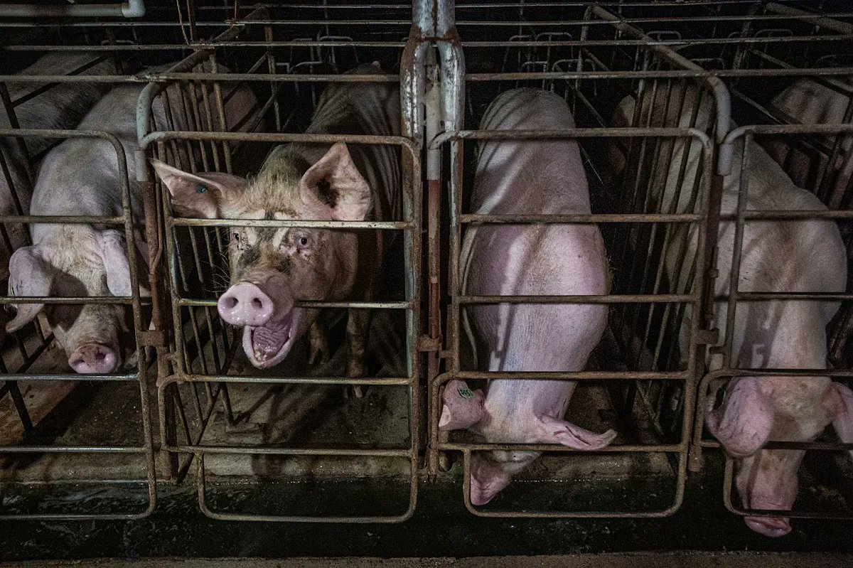 Shocking but not surprising: The American Veterinary Medical Association 'offers strong support' for the part of the Republican House Farm Bill that would nullify California's Prop 12, which, as a reminder, is a ban on caging pigs in conditions like these agriculture.house.gov/news/documents…