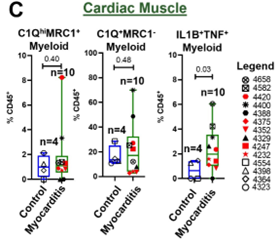 3/4 A distinct population of IL-1B+TNF+ myeloid cells are enriched in myocarditis samples.
